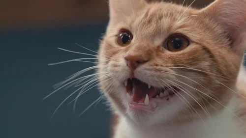 Dentro da Mente de um Gato