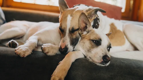 Gump 2 - Aventura em Dobro