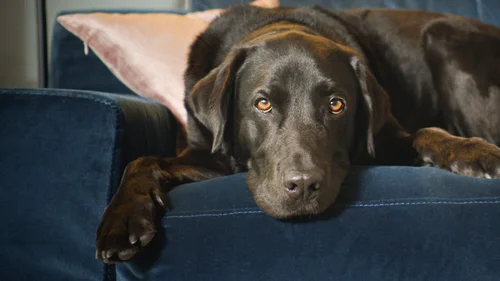 A Incrível Vida dos Nossos Bichinhos