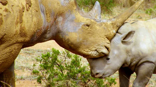 Ícones da Vida Selvagem