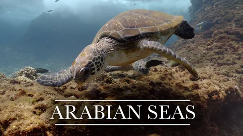 Os Mares da Arábia
