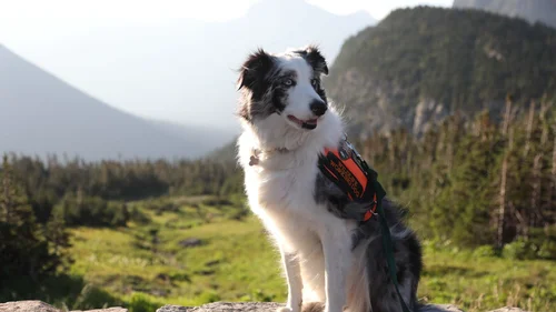 Os Supercães e Seus Extraordinários Trabalhos