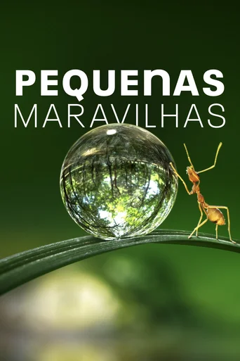 Pequenas Maravilhas - Temporada 1