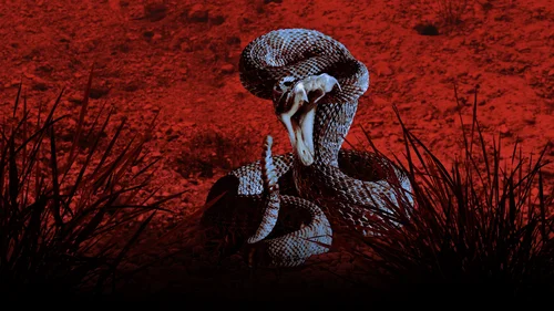 Que Bicho te Mordeu?