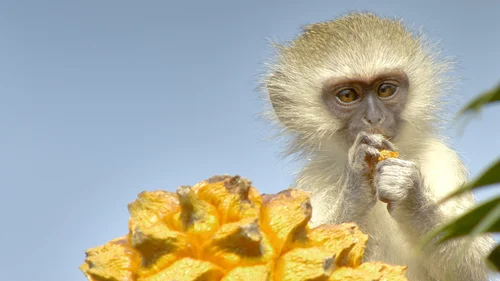Reinos Ocultos da África