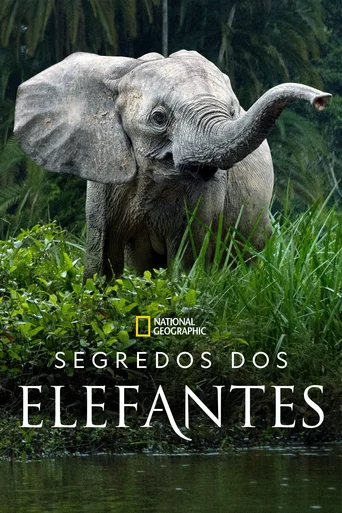 Segredos dos Elefantes - Temporada 1