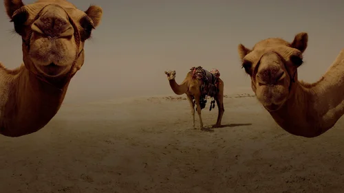 Um Trem para o Qatar