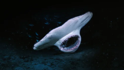 Quando os Tubarões Atacam... e Por quê?